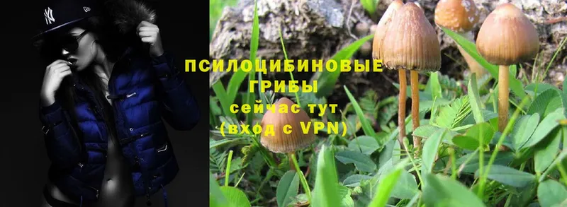 Псилоцибиновые грибы MAGIC MUSHROOMS  blacksprut зеркало  Гудермес 